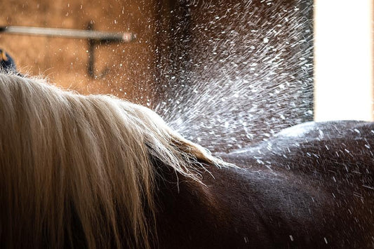 How to Give a Horse a Bath: Essential Steps for Horse Lovers?