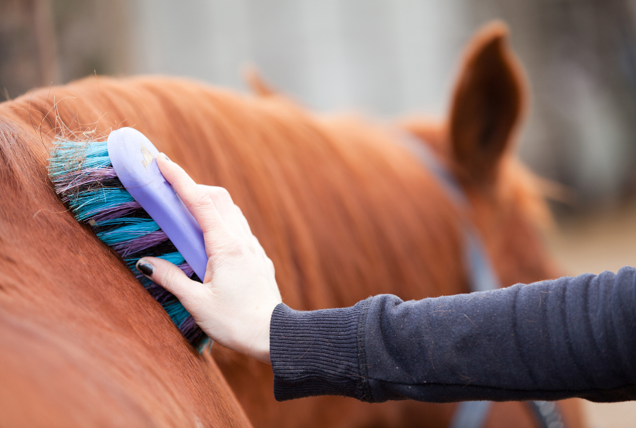 How Do You Properly Brush a Horse for Ideal Grooming?