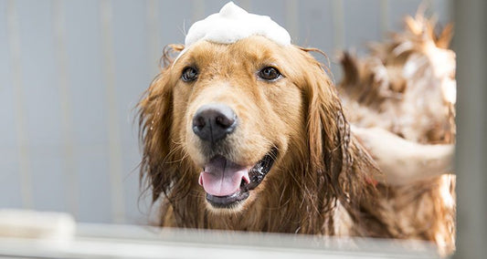 How to Make Homemade Dog Shampoo for Itchy Skin: An Exclusive Look