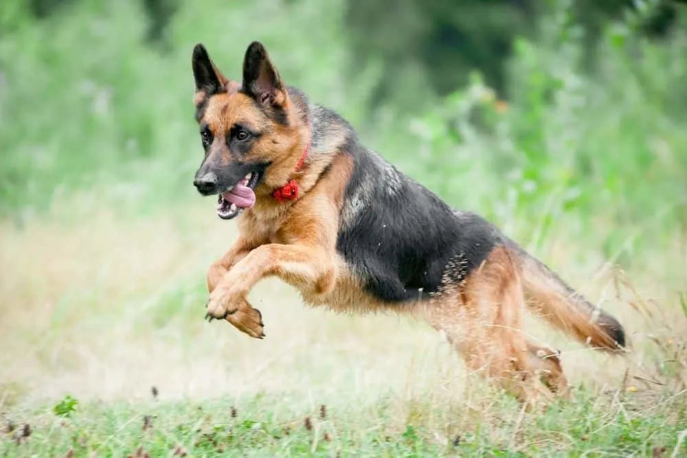 German Shepherd Shedding Solutions: Tame the Tumbleweeds