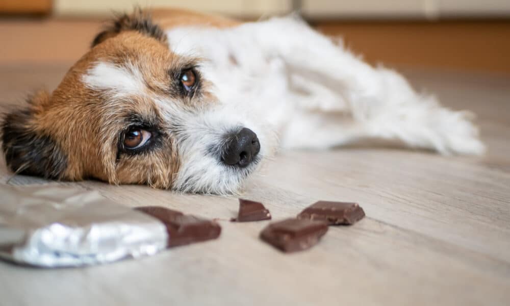 How Long Are Dog Treats Good For After Expiration? Shocking Insights