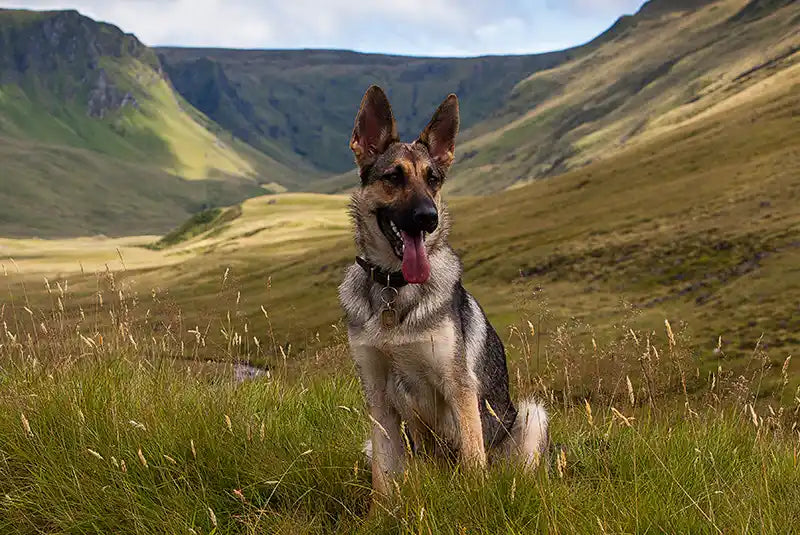 German Shepherd Eye Problems: A Guide for Pet Owners