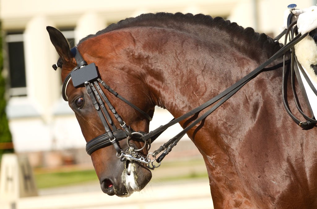 How to Fit a Noseband on a Horse: Essential Tips & Techniques