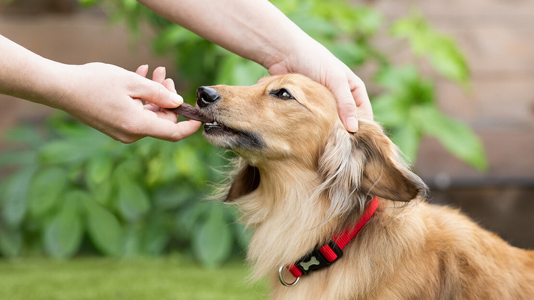 What is the Number One Healthiest Dog Food For Your Furry Friend?