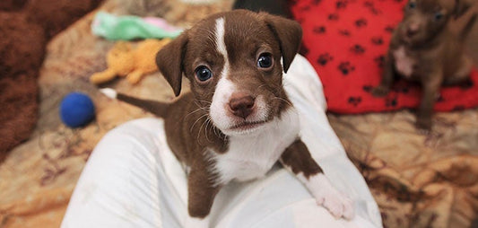 Understanding Shelter Dog Medical Records: A Guide for Health-Conscious Pet Owners