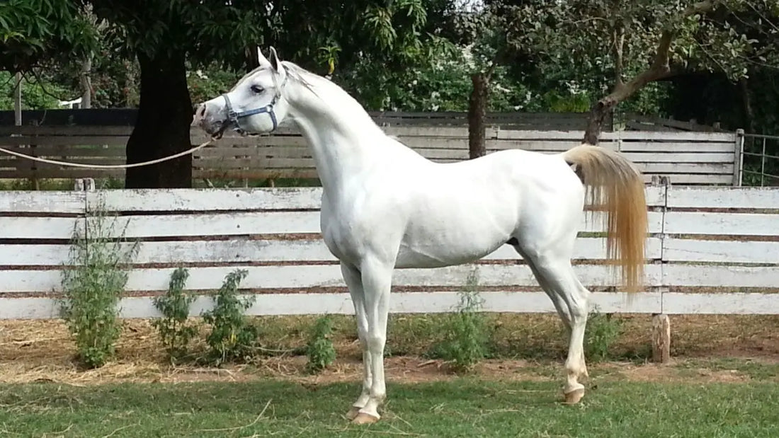 How Fast Can an Arabian Horse Run and Why It Matters?