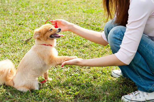 Dog Barking at Vacuum: Understanding and Calming Techniques