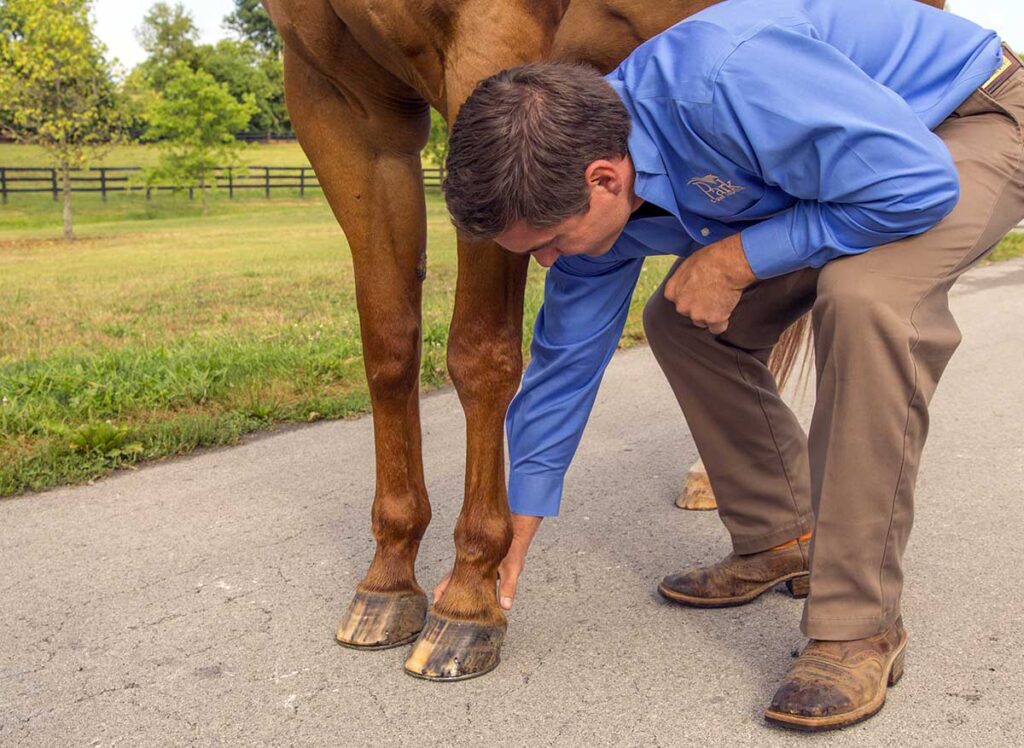 What is a Hoof Abscess and Why It Matters for Your Horse?