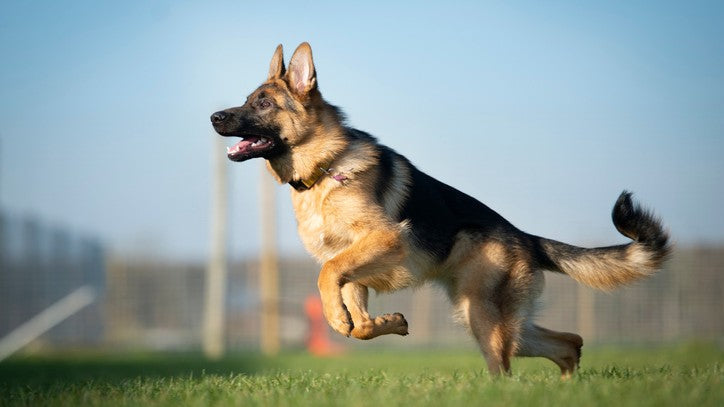 German Shepherd Ball Games: Boosting Health and Happiness
