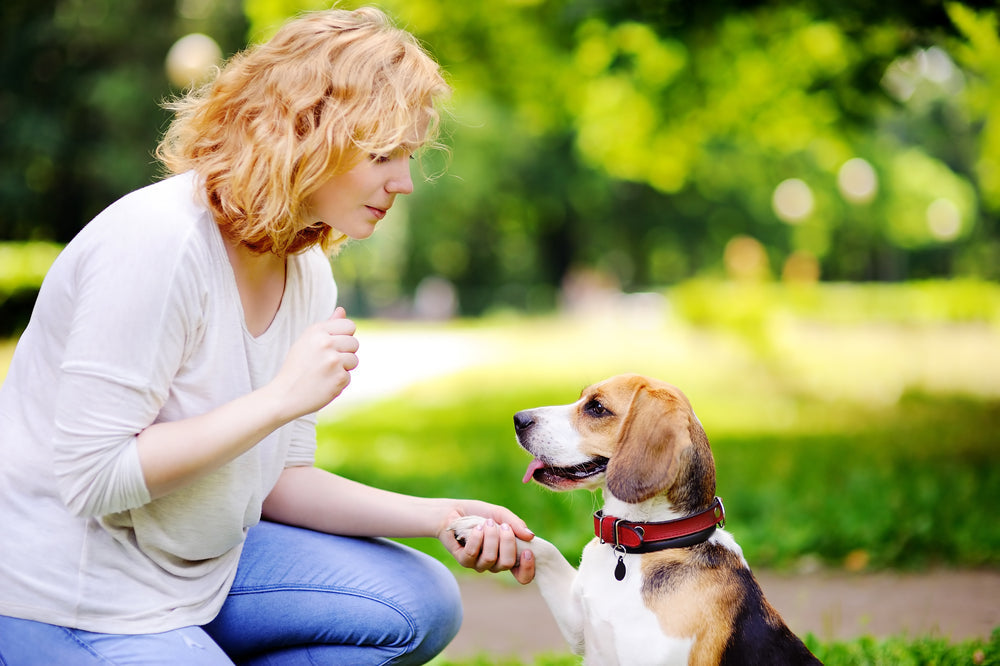 Dog Training Tips for Separation Anxiety: How to Help