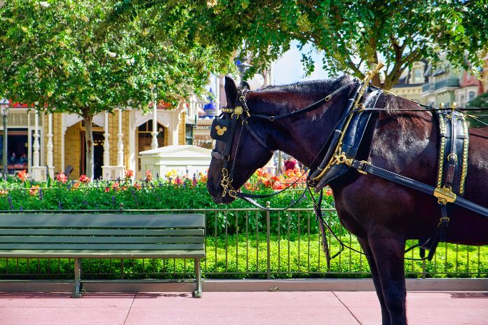 How to Groom a Horse: Essential Steps and Techniques You Need