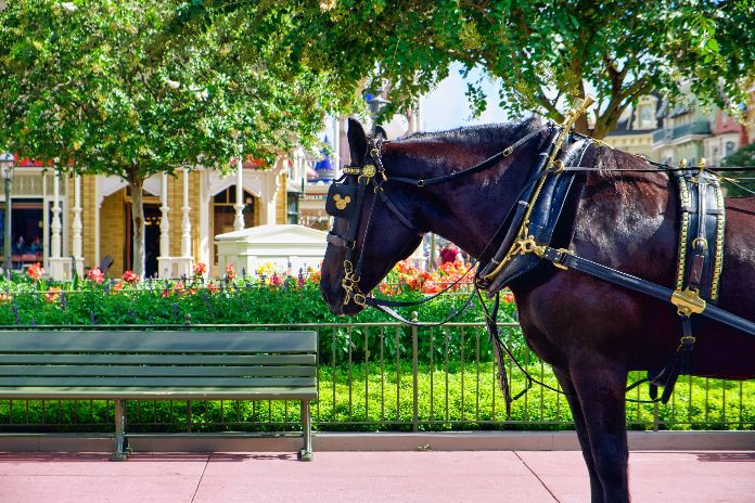 How to Restore Leather Horse Tack: Tips for Pet Owners?