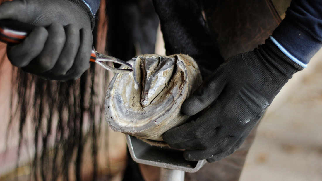 How Long to Wrap a Hoof Abscess: Key Insights for Care?