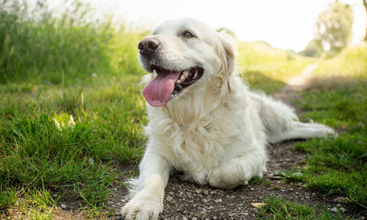 Pet Fashion & Technology Match