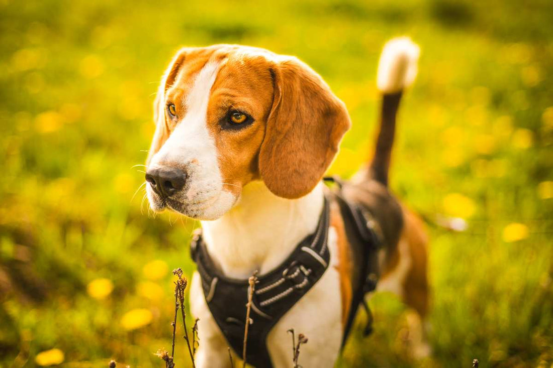 How to Use a Dog Harness: Tips and Techniques for Pet Owners