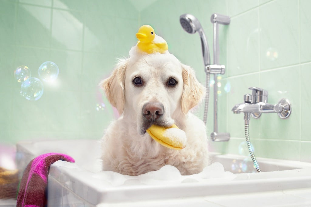 What is the best kind of dog shampoo for a healthy coat and skin?