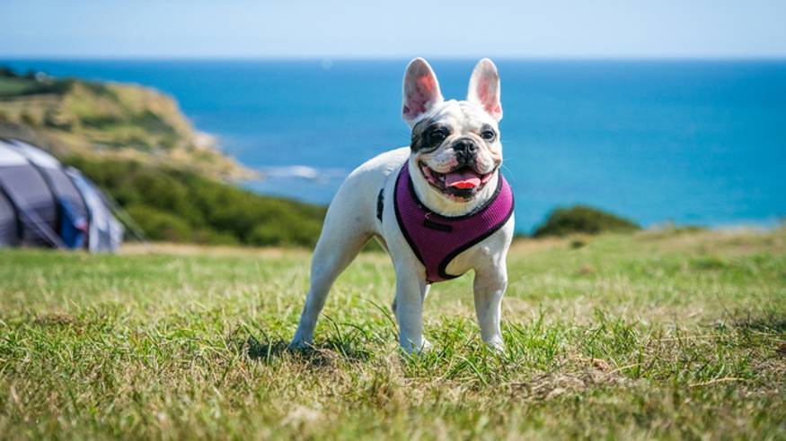 How to Make a Dog Harness Out of Rope: A Fun DIY Guide