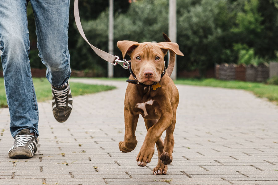 Why Some Dogs Resist Wearing a Collar: Understanding the Canine Perspective