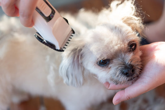 How Does a Deshedding Tool Work and Why Use One?