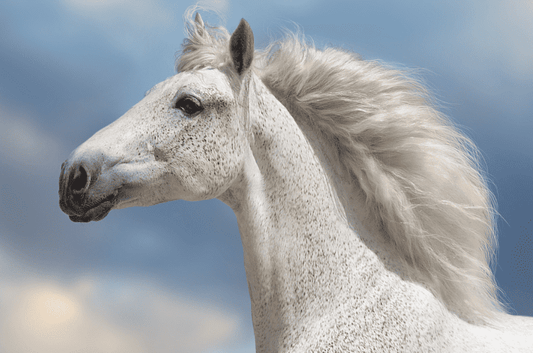 What Horse Has the Longest Mane and Why It Matters to You?