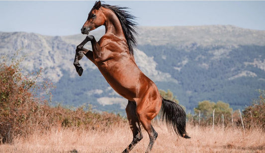 How Much Does a Black Friesian Horse Cost to Own and Care?