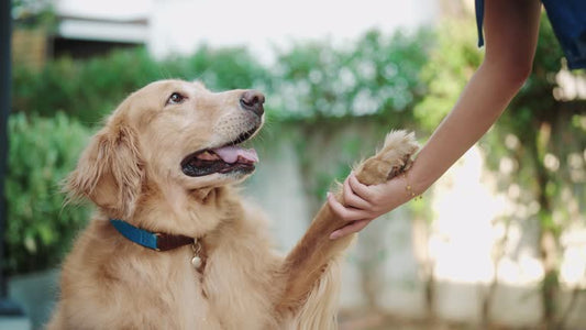 Understanding Why Your Dog Barks at Animals on TV