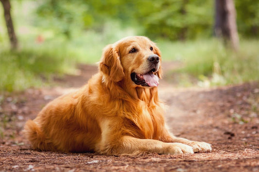 Golden Retriever Spaying Benefits Explained