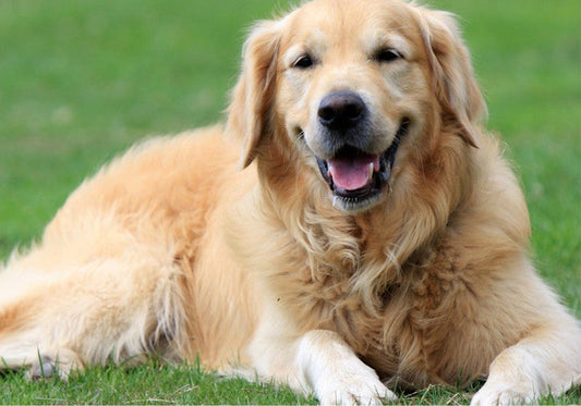 Golden Retriever Territorial Behavior Explained
