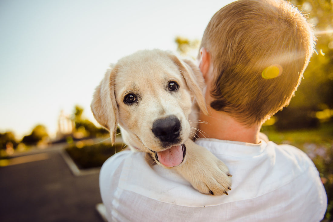 Adopting a Dog from Overseas: A Guide for Health-Conscious Pet Owners