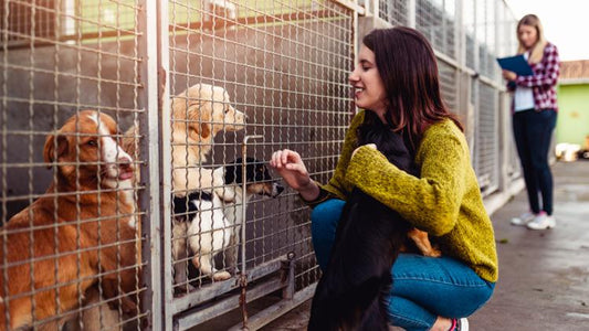 How to Support Dog Adoption Programs: A Guide for Pet Owners