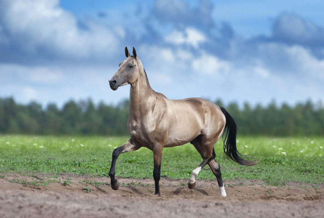 How to Care for Horse Hooves: Essential Tips for Owners?