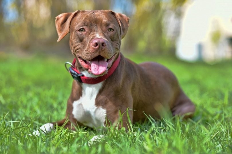 Essential Insights on American Pit Bull Terrier Breed Characteristics and Care