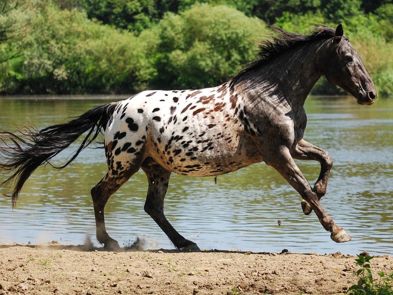 What Are Appaloosa Horses Used for in Health and Harmony?