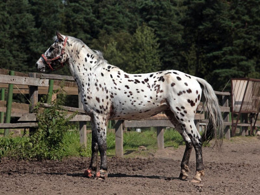 How to Ride a Friesian Horse: A Complete Guide for You?