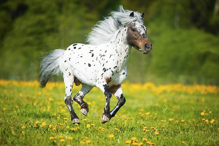 What is an Appaloosa Horse? Terrific Facts You Need Here!