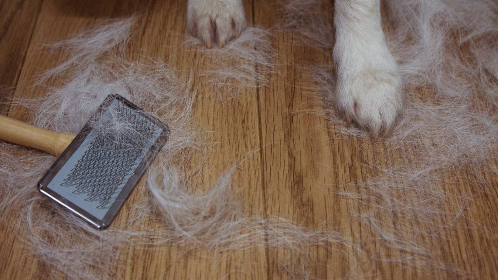Why is My Female Dog Shedding So Much? Unraveling the Mystery