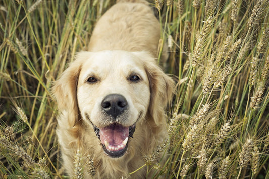 Golden Retriever Neutering Benefits Explained