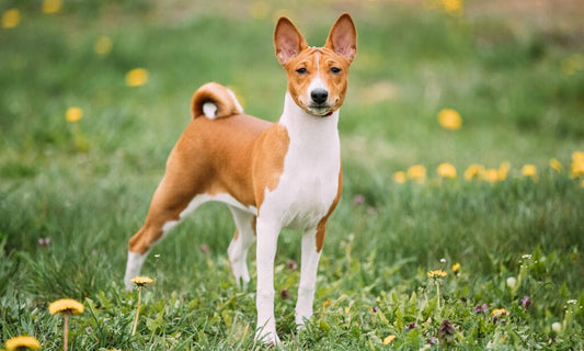 Belgian Laekenois Dog Breed Characteristics and Care - What to Know?