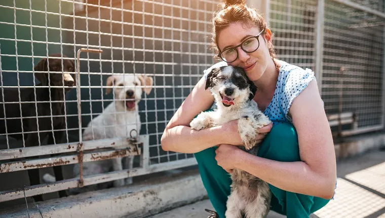 How to Socialize a Rescue Dog: A Guide for Health-Conscious Pet Owners