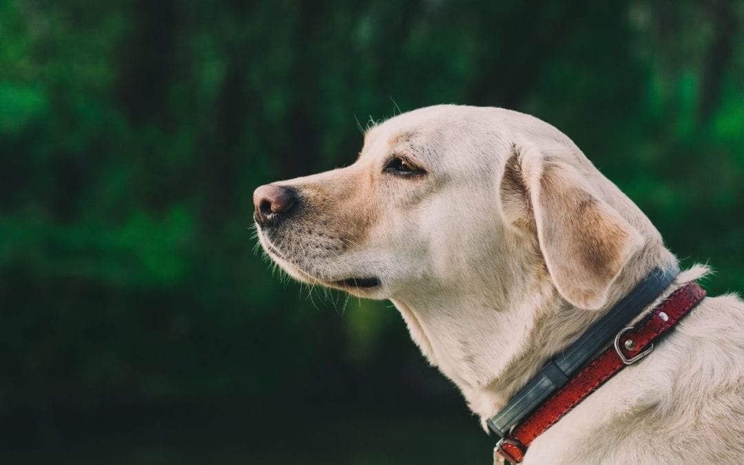 Understanding the Anatomy of a Collar for Pet Health