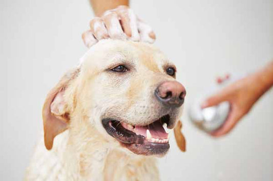 How Long Does Dog Shampoo Last? A Detailed Guide for Pet Owners