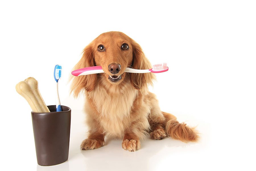 How to Clean Dog Teeth Without Brushing: Simple and Effective Tips