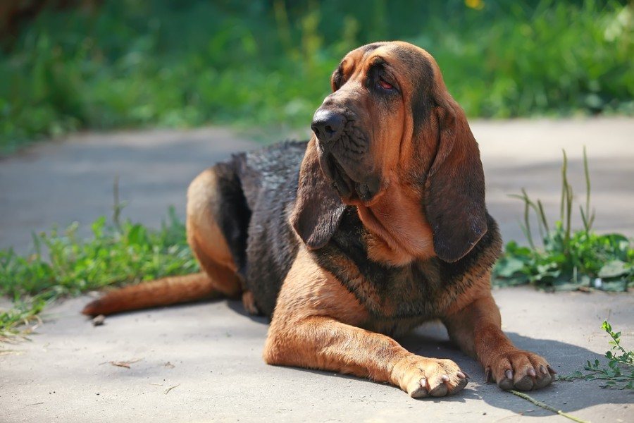 Fascinating Insights into Australian Cattle Dog Breed Characteristics & Care