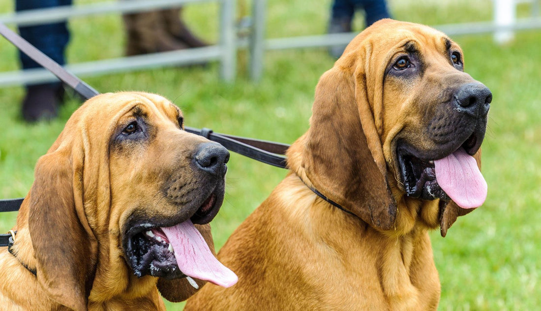 Understanding Australian Terrier Dog Breed Characteristics and Care