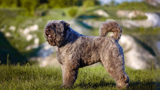 What Are Belgian Shepherd Dog Breed Characteristics and Care?