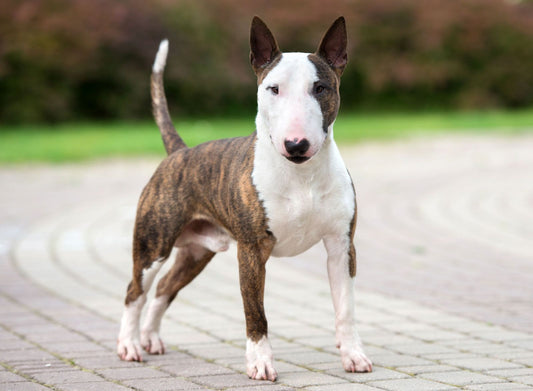 Bassugg Dog Breed Characteristics and Care: What You Must Know?