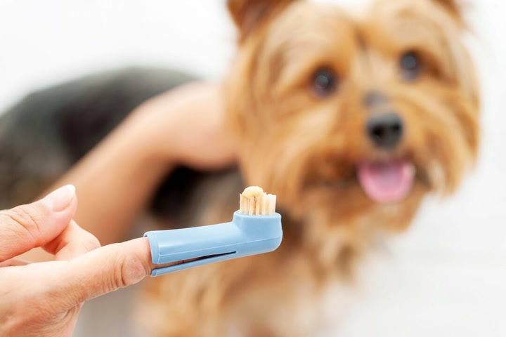 What Supplement Can You Give Your Dog to Stop Eating Poop?