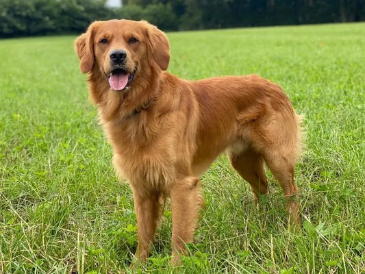 Are Golden Retrievers Protective? Full Guide