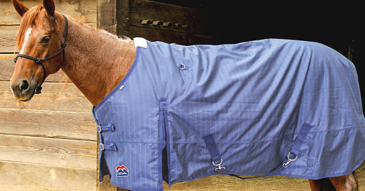 Best Horse Blankets to Keep Your Horse Warm and Comfortable