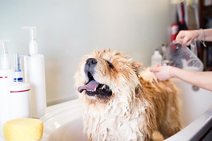 Identifying Harmful Dog Shampoos: What You Need to Know